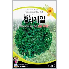 세계종묘 크라우저 컬리 케일 씨앗 3g 오골오골 케일씨 종자, 1개