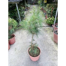 霏霏園藝 五葉松仿真盆栽 居家裝飾綠植擺件, 1個