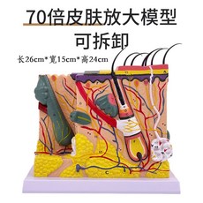 피부 조직 모형 확대 단면 모낭 인체 해부 구조 35x 70x 미용 교육, E. 70x 스킨 섹션 모델(탈부착)