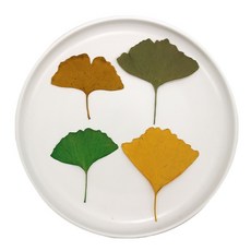 漆藝材料銀杏葉 - 真葉乾燥貼葉素材, 原黃色