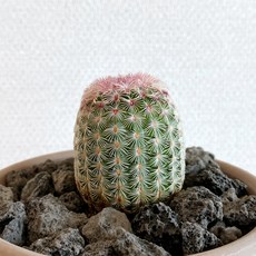 자태양 선인장 이태리토분 세트 - 관리쉬운 공기정화식물, 1개