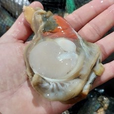 국내산 당일조업 횟감용 손질 키조개 관자 1kg, 1개