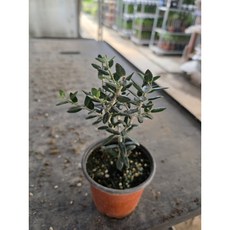 공기정화 올리브나무 소품 반려식물 공기정화, 1개