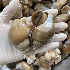 [굿초이스] 국내산 동해바다 당일조업 (생물 급냉) 쫄깃한백고동, 1세트, 생물 소 1KG ( 40-50미내외 )