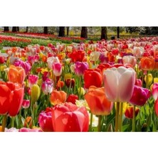 튤립-혼합 구근10개, 10개