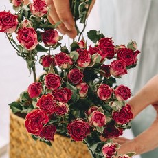 【優選】玫瑰干花 浪漫泡泡小玫瑰 diy插花 ins風網紅干花裝飾 小清新擺設, 恰恰泡泡(30朵左右)