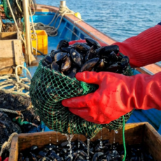 산지직송 남해 제철홍합 당일조업, 1개, 5kg