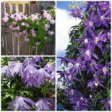 으아리 (클레마티스) 7종 씨앗 선택구매, 1개, 다우니클레마티스 5립