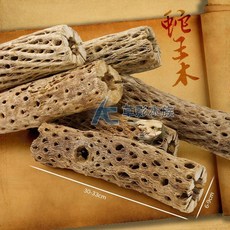 【AC草影】蛇王木（L/30cm）【一個】