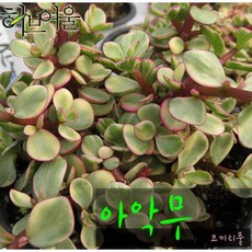 [다육] 아악무(코끼리 풀/토피어리) 지름 9cm 소품화분 공기정화 탄소흡수 실내 조경용, 단품