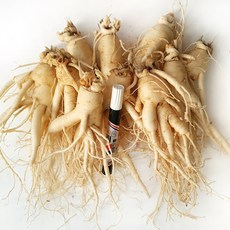 [GAP 인증 인삼] 농부가 직접 드리는 6년근-5년근 못난이 인삼(난발삼) 무료세척 예쁜 정품수삼 파삼 홍삼액달임오쿠 인삼튀김 삼계탕 인삼라떼(믹서) 인삼주, 750g, 1개, 세척안함, 6.중난발(750g, 11뿌리내외)