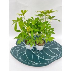 형광홍콩야자 소품 1+1 공기정화식물 스마일화훼유통, 1세트