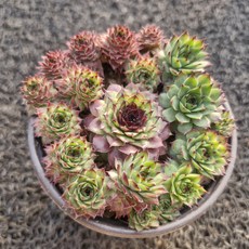 봄의정원 브론즈 바위솔, 1개