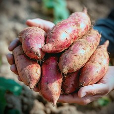 [해남직송] 고당도 햇꿀밤 고구마 특상품, 1박스, 5kg(특상)