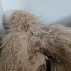 비숑견체 푸들 견체모형 털 연습용 학원 위그 애견미용 자격증 전신 미용도구, 샴페인 테디 전신 털, 1개, 1g