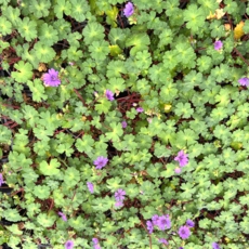 지피식물 청화쥐손이 노지월동식물, 1개