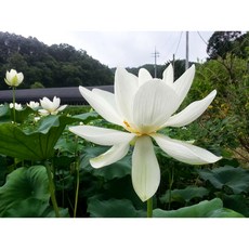 연꽃모종/백련1개/홍련/무늬백련/백수련/실생묘/국내산/월동가능/수련분 Lotus, 1개, 백련모종