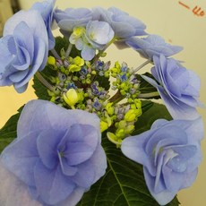 [용이네 화원] 연한 퍼플색감의 봄의여왕 장미수국 109 화원 농원