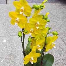 [풀멍상점] 신품종 에일리 호접난 / 서양란 난초 실내외 관상용 선물용 개업 축하용 / 선별발송 분채배송/ 라벨 이름표-농장직배, 1개