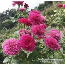 【特殊波浪花瓣】草藥 7-8吋盆 適合新手！豐花 花量大！強健品種