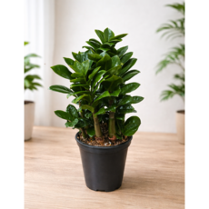 언제나봄 보석금전수(미니중품), 1개, 보석금전수