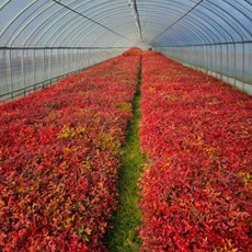 (농업창조)남천나무 2년생 모종, 10개