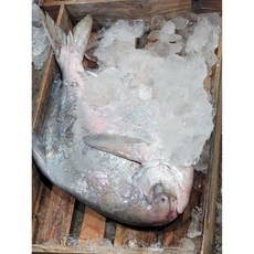 완도 자연산 병어 대형(300g~700g 특특대) 덕자병어 고도리(고등어 새끼) 1팩 무료 증정, 1개, 중형200g전후, 중형(170~220g)