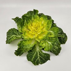 쉐프의정원 산지직송 진도봄동 1kg 2kg 4kg, 진도봄동 2kg, 1개