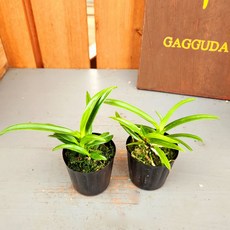 가꾸다 소엽풍란 2개 1세트 대엽풍란 2개 2세트 (구매시 옵션에서 소엽풍란 1세트 와 대엽풍란 2세트 꼭 구분해주세요!)