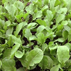 루콜라 로켓셀러드 허브 씨앗 50립 (유아그린/E0401), 1개