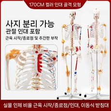 인체모형 전신뼈 170cm 교육용 연구 성인 해골 모델 실습, 근육 시작/끝점 표시
