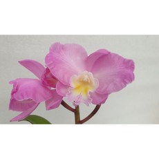 [신라난농원]카틀레야.정통 원조 크리스마스 로즈.예쁜핑크색.아주 예뻐요.좋은향.인기상품.고급종.입고(꽃대있음).필독뒷사진참고., 1개