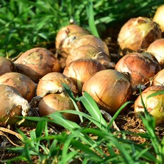 국내산 햇양파 짱아찌용 양파(소), 1박스, 양파(소)10kg