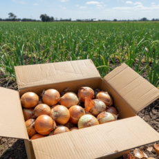 [타임특가] 40년장인이 특수농법으로기른 국내산경남양파 초특가할인, 1박스, 5kg