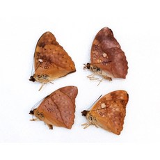 蟲新發現 蝴蝶標本A1套組：Cymothoe紅色蛺蝶屬四種，未展翅乾貨，科學實驗材料，親子教育自然觀察, 1個
