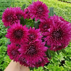 [무지개꽃/색상선택17종] 가드닝 국화 (꽃크기 6cm 소국 화분), 28. 퍼플 겹꽃 (크리스탈 체리), 1개