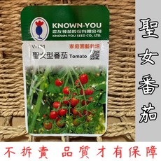 KNOWN-YOU 豐友種苗 聖女番茄種子 V-131品種 高發芽率 易種植 家庭園藝