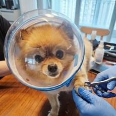 벨라트릭스 강아지 고양이 반려동물 반구형 안전 넥카라 긁힘 입질 방지 투명 보호 헬멧, 1개, 블루