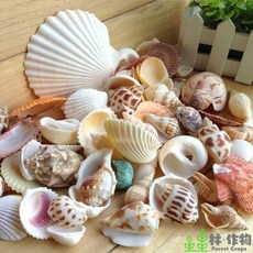林作物 Forest Crops 各式貝殼海螺 魚缸造景裝飾 居家擺件 1-3公分, 1個