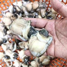 [급냉] 손질 우럭조개, 1개, 300g(7~10미)