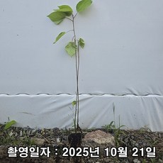 착한가격 나무생각 / 헛개나무 / 연결포트