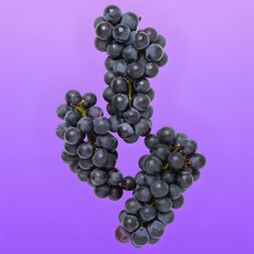 [톡톡] 제철맞은 캠벨 포도 [산지직송] 특품, 1박스, [특품 5수]캠벨포도 2kg