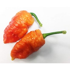 데스 스파이럴 울트라 핫 페퍼 프리미엄 씨앗 파종용 패킷 아마도 세계에서 가장 매운 데스 스파이럴 울트라 핫 페퍼 프리미엄 씨앗 파종용 패킷 아마도 세계에서 가장 매운, 1개, 0mg