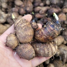 [국산 토란종자] 토란종근(혼합형) 토란씨 산지직송 모이랑, 1개, 1kg