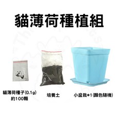12HR台灣出貨 貓薄荷種植組 自己種安心 新鮮貓薄荷 貓草 貓薄荷種子 貓穗草 荊芥 貓荊芥, 1個