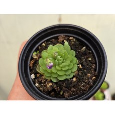 벌레잡이제비꽃 에셀리아나 식충식물 귀여운 에셀리아나 잎꽃이로 잘 자라요, 1개