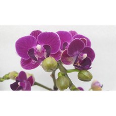 [신라난농원]호접란.블루베리 한대가지.꽃대.(고급스런 보라색).아주예쁨.고급종.필독뒷사진참고., 1개