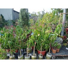 掛果愛文芒果 高度120公分 黑貓宅配貨到付款, 1個