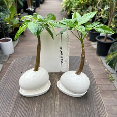 1+1 미니 알파키라 화분받침포함 화이트 파키라 올플랜츠, 1세트