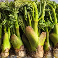 최상품 자연산 땅두릅 참두릅 두룹 독활 500g 1kg, 1개